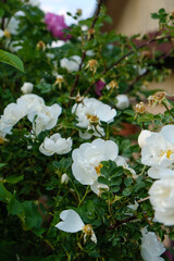 
beautiful bush with white roses in the garden
