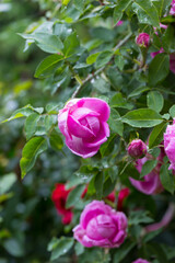 Różowy kwiat róży ogrodowej w czasie kwitnienia