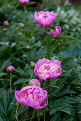 
pink peonies in the garden