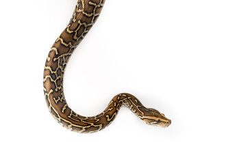 Burmese Python Isolated on white background