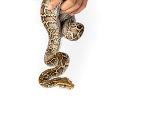 Burmese Python Isolated on white background