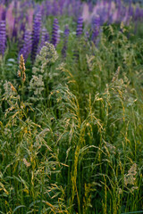 
beautiful tall grass in the field