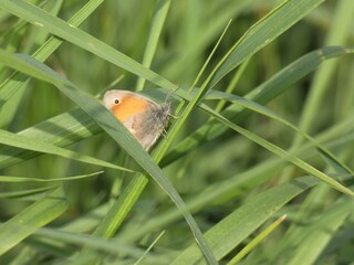 Small heath butterfly (Coenonympha pamphilus) - orange brown butterfly hidden in the green grass