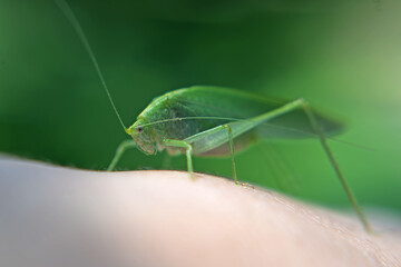 Grasshopper macro on a hand