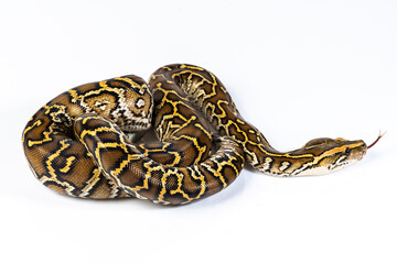 Burmese Python Isolated on white background