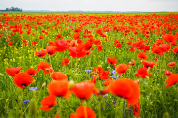 Naklejka premium Very beautiful red flowering large poppy field, selective focus
