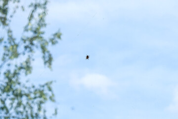 
spider on the web against the sky