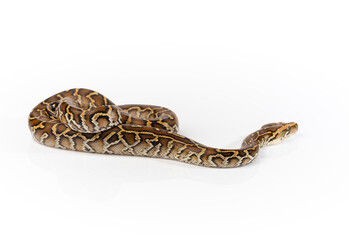 Burmese Python Isolated on white background