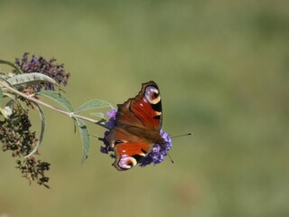 Peacock butterfly (Aglais io) on summer lilac plant (Buddleja davidii)  known as butterfly-bush, Gdansk, Poland