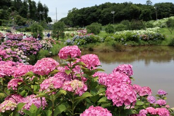 Fototapeta premium かざはやの里 満開のアジサイ園