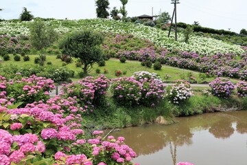 かざはやの里　満開のアジサイ園