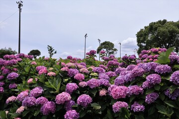 かざはやの里　満開のアジサイ園