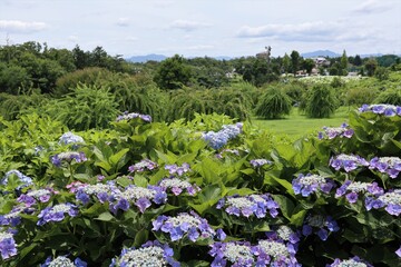 かざはやの里　満開のアジサイ園