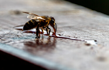Tinny bee trying to get the fallen honey.