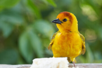 Golden palm weaver Ploceus bojeri Ploceidae Sweet Portrait
