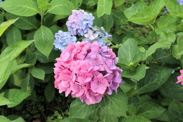 かざはやの里　満開のアジサイ園