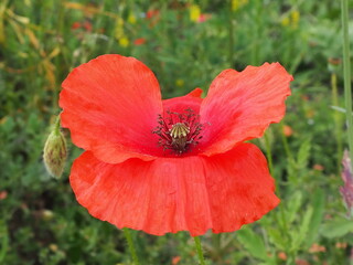 Red poppy on a summer afternoon