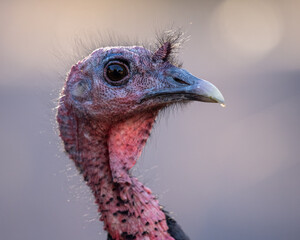 Wild Turkey Portrait