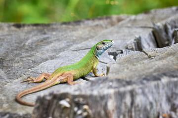 Naklejka na ściany i meble European green lizard (Lacerta viridis) sunbathing in the morning