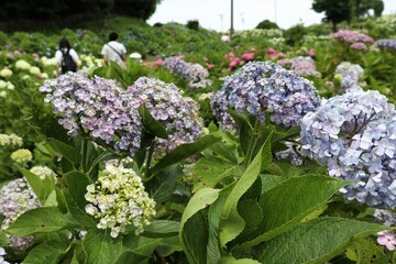 かざはやの里　満開のアジサイ園