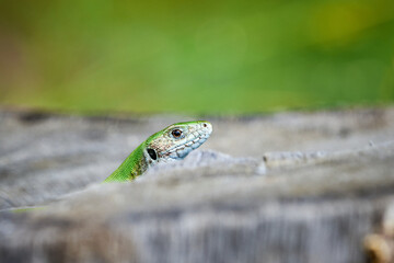 European green lizard (Lacerta viridis) sunbathing in the morning