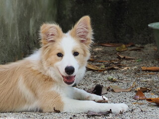 The rest of a border collie