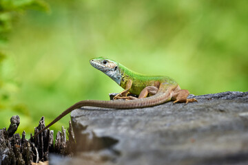 European green lizard (Lacerta viridis) sunbathing in the morning