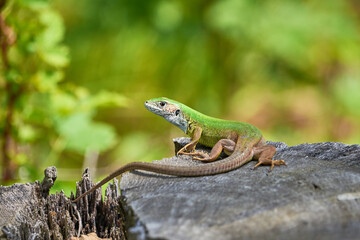 European green lizard (Lacerta viridis) sunbathing in the morning