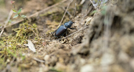 Female stag beetle.