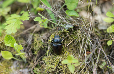 Female stag beetle.