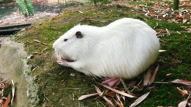 Cute wild albino white furry muskrat (river rat, nutria) eating bread on the riverside