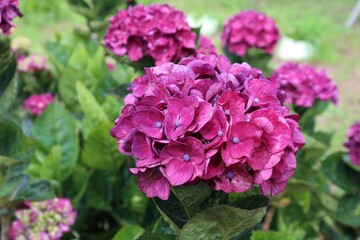 かざはやの里　満開のアジサイ園