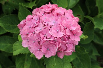 かざはやの里　満開のアジサイ園