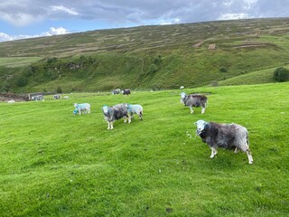 Sheep, stained blue, in a field by the roadside in, Crosshills, Skipton, Yorkshire