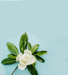 flower arrangement, Magnolia flower on a blue background, summer concept, flat styling