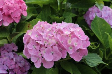 かざはやの里　満開のアジサイ園