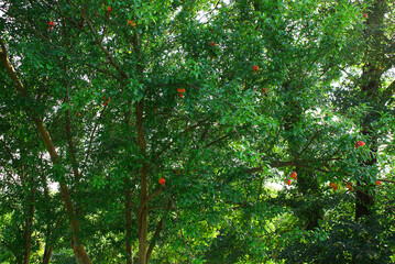 Pomegranate tree in the summer garden, pomegranate