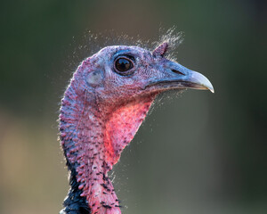 Wild Turkey Portrait