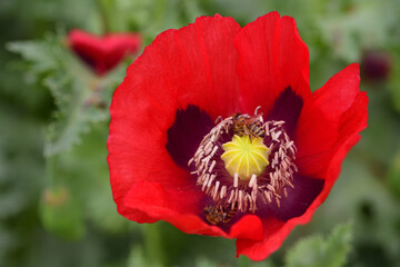 Close-up of the flower of a red poppy with bees, against a green background