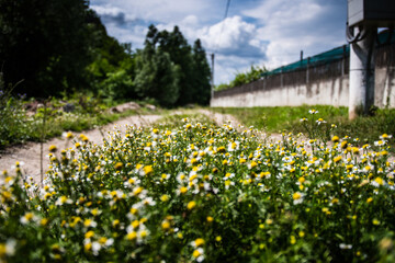 Camomile flowers growing in the middle of a village road