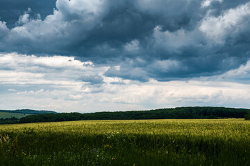 Wheat fields under a dramatic sky