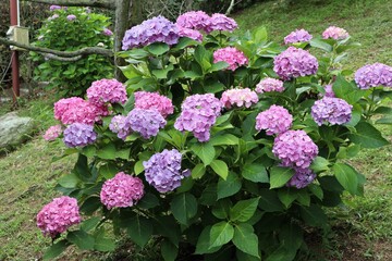 かざはやの里　満開のアジサイ園