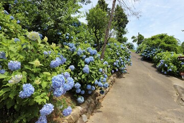 かざはやの里　満開のアジサイ園