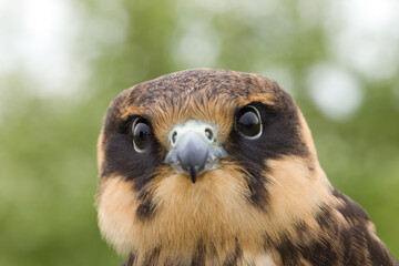 portrait of a young Eurasian hobby (Falco subbuteo) close-up