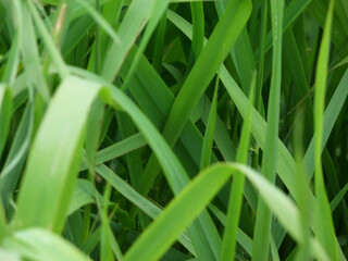 A green grass close-up photo