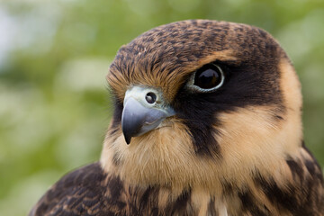 portrait of a young Eurasian hobby (Falco subbuteo) close-up