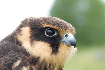 portrait of a young Eurasian hobby (Falco subbuteo) close-up