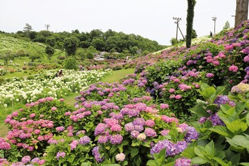 かざはやの里　満開のアジサイ園