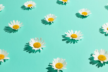 Creative floral pattern made of chamomile flowers on abstract bright mint background