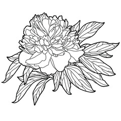 Vector illustration. Hand drawing peony. Coloring book. Isolated on white. Botanical illustration.
